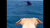 Rescue dog enjoys first look at blue whale, footage is ‘priceless’