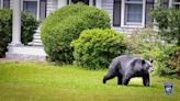 Where is the South Shore bear now?