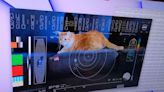 NASA's First Ultra-HD Video Sent From Deep Space Stars an Orange Cat Named Taters — Watch!