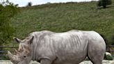Rolling Hills Zoo welcomes new male southern white rhino