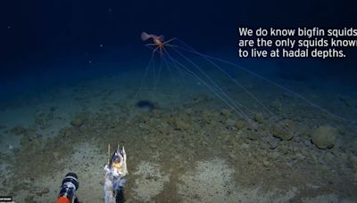 Incredible moment rarely seen bigfin squid with 13ft tentacles caught on camera