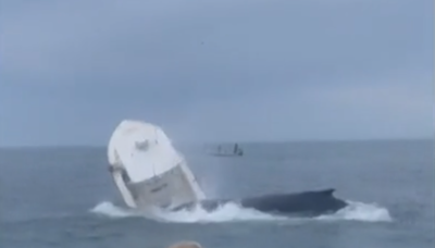 Watch video: Breaching whale capsizes boat and sends two people flying into the water