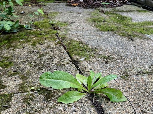Kill driveway weeds ‘overnight’ with 65p household staple