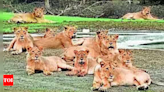 Tourism set to roar in Gujarat with lion-leopard safari in Kutch, Diu | Ahmedabad News - Times of India