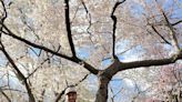 Cherry blossom super fan never misses peak bloom in Washington, DC