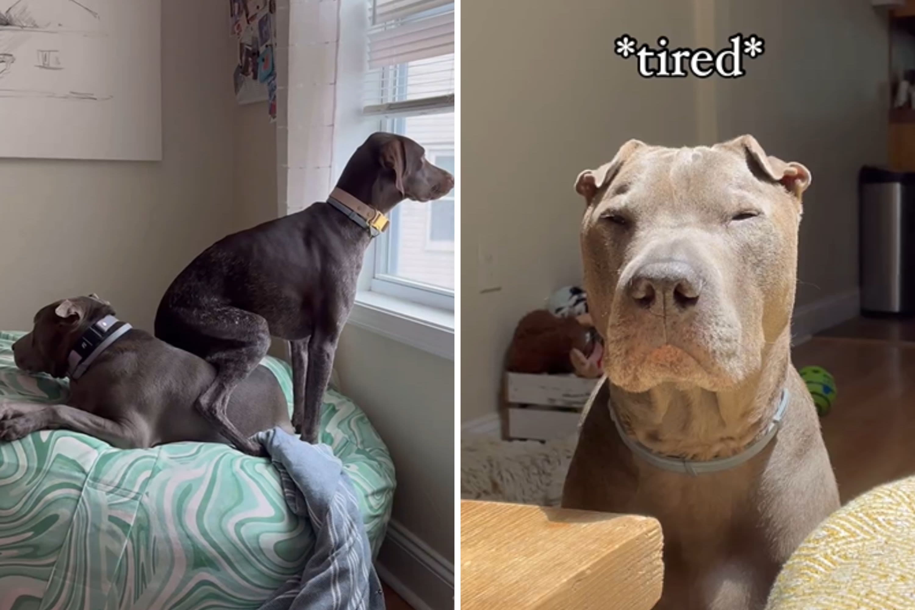 Puppy caught terrorizing older dog as the pair learn to accept each other