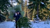 Christmas tree permits now available for Oregon national forests