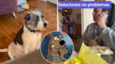 Perrita hace travesura en su casa y su dueña lo "acusa" con Scooby-Doo: su reacción de hace viral