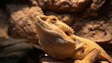 First Alert Safety Desk: CDC reports Salmonella outbreaks linked to pet bearded dragons