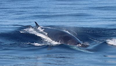 El vídeo del insólito avistamiento de un grupo de ballenas rorcuales en las aguas de la Costa Tropical