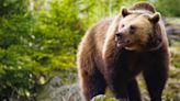 Brown Bear Chomps on Baby Ducklings, Horrifying Zoo Onlookers