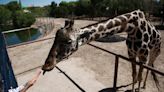 Juárez giraffe, Benito, needs better living conditions, activists say