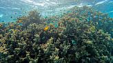 Great Barrier Reef stays off UNESCO ‘in danger’ list but hot El Niño summer looms