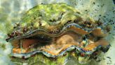 7種「硨磲貝」瀕臨絕種！海委會將列為珍稀保育類動物