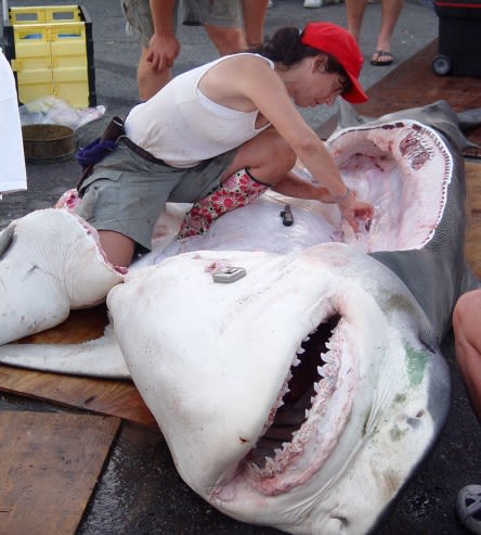 Tiger shark washes up on Nantucket; Atlantic White Shark Conservancy reports new detection data