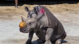 Lissa, white rhino who survived horn cancer, dies at age 43 at Lion Country Safari
