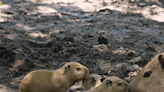 Two California zoos welcome newborn capybaras. Here’s what makes these rodents special