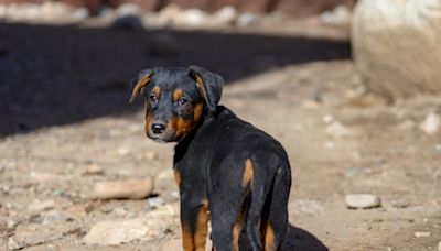 Vet Nurse Adopts Injured Puppy Brought To Be Euthanized & Turns Him Into Happiest Boy