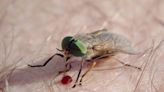 What to Do About a Horsefly Bite