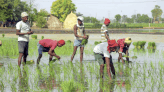 Paddy planting season begins with Hudkiya Baul in Bageshwar | Dehradun News - Times of India