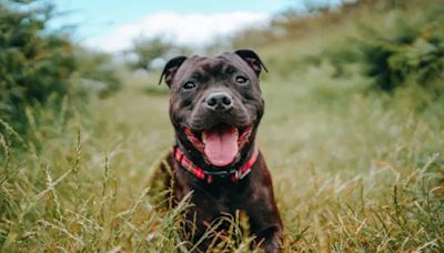 Pros and Cons of a Staffordshire Bull Terrier