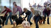 Swine flu cases came out of Michigan's State Fair. How to avoid it at Wisconsin's State Fair.