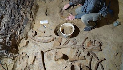 Three Mammoth Skeletons Discovered in Wine Cellar