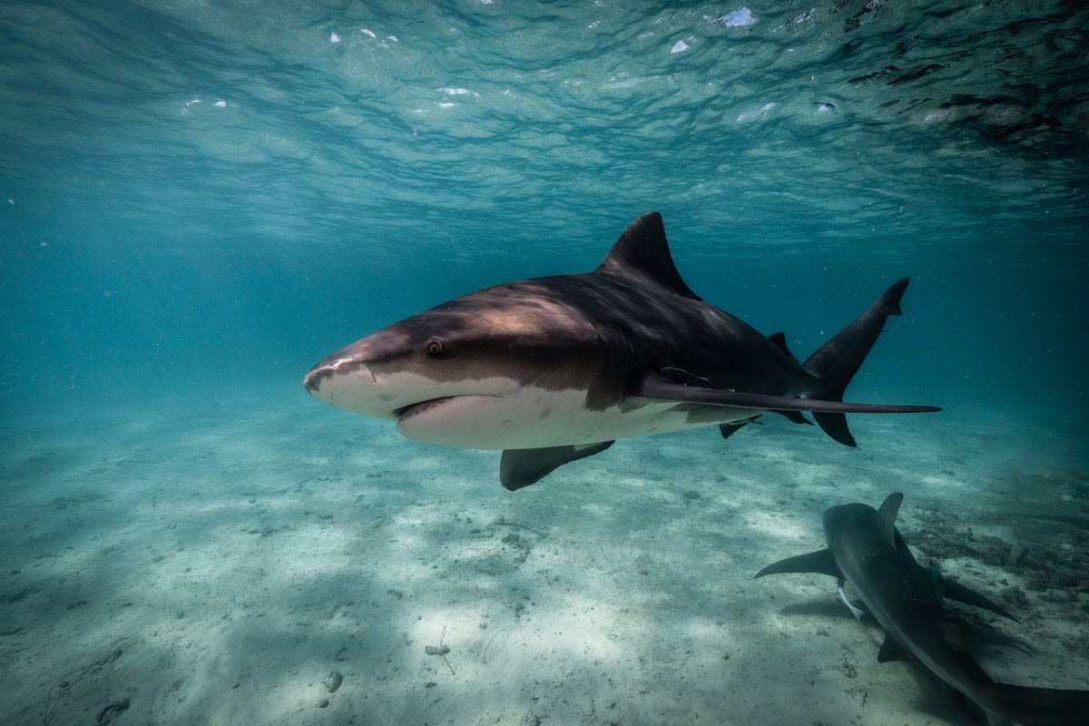 British tourist fighting for his life after shark attack on holiday in Tobago