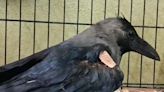 Crow with cancer flies again after surgery