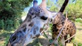 One of world's oldest captive giraffes dies in Texas