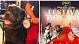 Celebra a tu mascota con el Festival de Canes, el evento ideal para los amantes de los animales en Tijuana