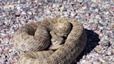 Evita que las serpientes de cascabel entren en tu patio en CA con estos consejos
