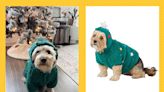 My Dog's Adorable Christmas Sweater Now Has Double Discounts, and So Do These Festive 'Grinch' and 'Elf' Styles