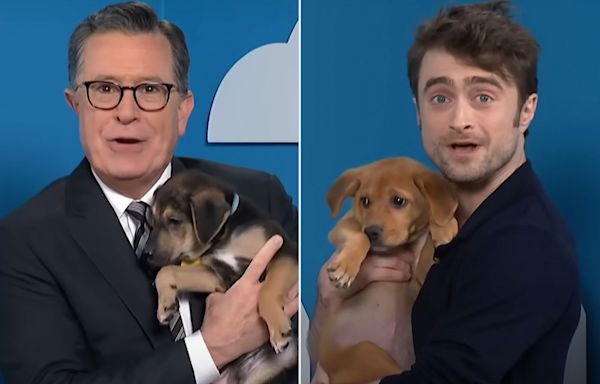 Daniel Radcliffe and Stephen Colbert Make Up Elaborate Lies About Puppies in Dog Adoption Segment