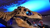 Researchers discover most dinosaurs were warm-blooded
