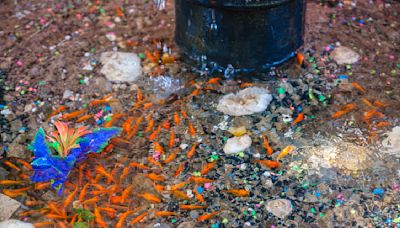 Makeshift goldfish aquarium under leaking Brooklyn hydrant prompts rescue heist