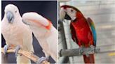 ‘Beloved’ exotic birds stolen from Georgia restaurant, family says. Owners ‘devastated’