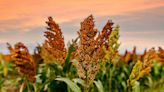 Sorghum’s inclusion in WIC program reflects ‘changing cultural makeup’ in U.S.