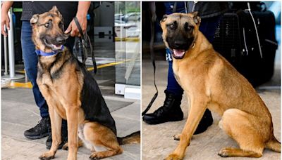 FOTOS Ellos son Lupi y Rex, perros donados por Antinarcóticos de EU para la seguridad de Campeche | El Universal