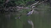 Great blue herons common company for anglers in North Central Ohio