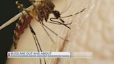 Experts say Texans can expect an uptick in flies, mosquitos this year