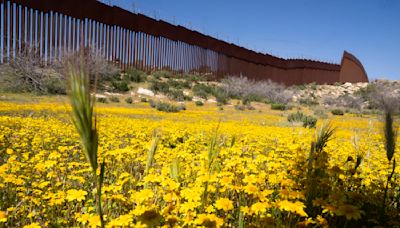 Botánicos de México y EEUU documentan un ecosistema dividido por el muro fronterizo