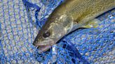 Public can comment on draft of Michigan's Saginaw Bay walleye/perch management plan through June 1 - Outdoor News