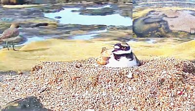 和平島公園嬌客小環頸鴴現蹤下蛋 島工守護盼大寶四代