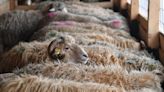 Australia to Ban Live Sheep Exports by Sea From May 2028