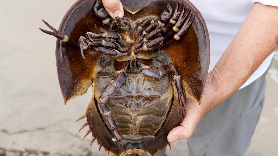 Maryland wildlife authorities accused of withholding data on horseshoe crabs