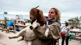 Owner of goats who stay on ‘Goat Island’ makes decision on their return in April
