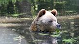 Osos de un santuario para animales maltratados y explotados se refrescan y combaten el calor de divertidas maneras