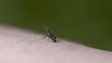 CDC: Leishmaniasis May Be Endemic in Texas, Oklahoma