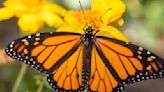 Monarch butterflies are missing. What's to blame for their shrinking population.